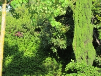 גווני ירוק מן הטבע - בחצר של גבע 30/5/11
צילום: דני גבע